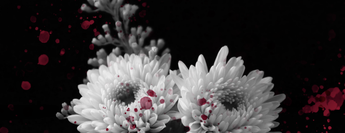 White, blood stained chrysanthemums.