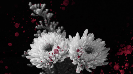 White, blood stained chrysanthemums.